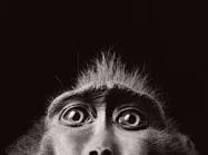 Monkey Tree Services